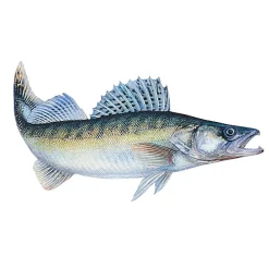 Jenzi Fisch Aufkleber ca.15cm Zander| Aufkleber Angeln|Angelzubehör Kleinteile