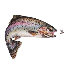 Jenzi Fisch Aufkleber ca.15cm Regenbogenforelle| Aufkleber Angeln|Angelzubehör Kleinteile