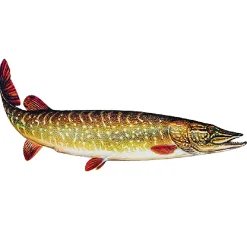 Jenzi Fisch Aufkleber ca.15cm Hecht| Angelzubehör Kleinteile|Aufkleber Angeln