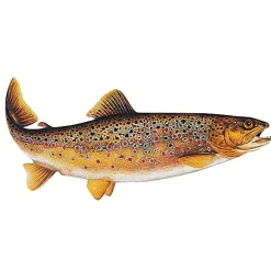 Jenzi Fisch Aufkleber ca.15cm Bachforelle| Aufkleber Angeln|Angelzubehör Kleinteile