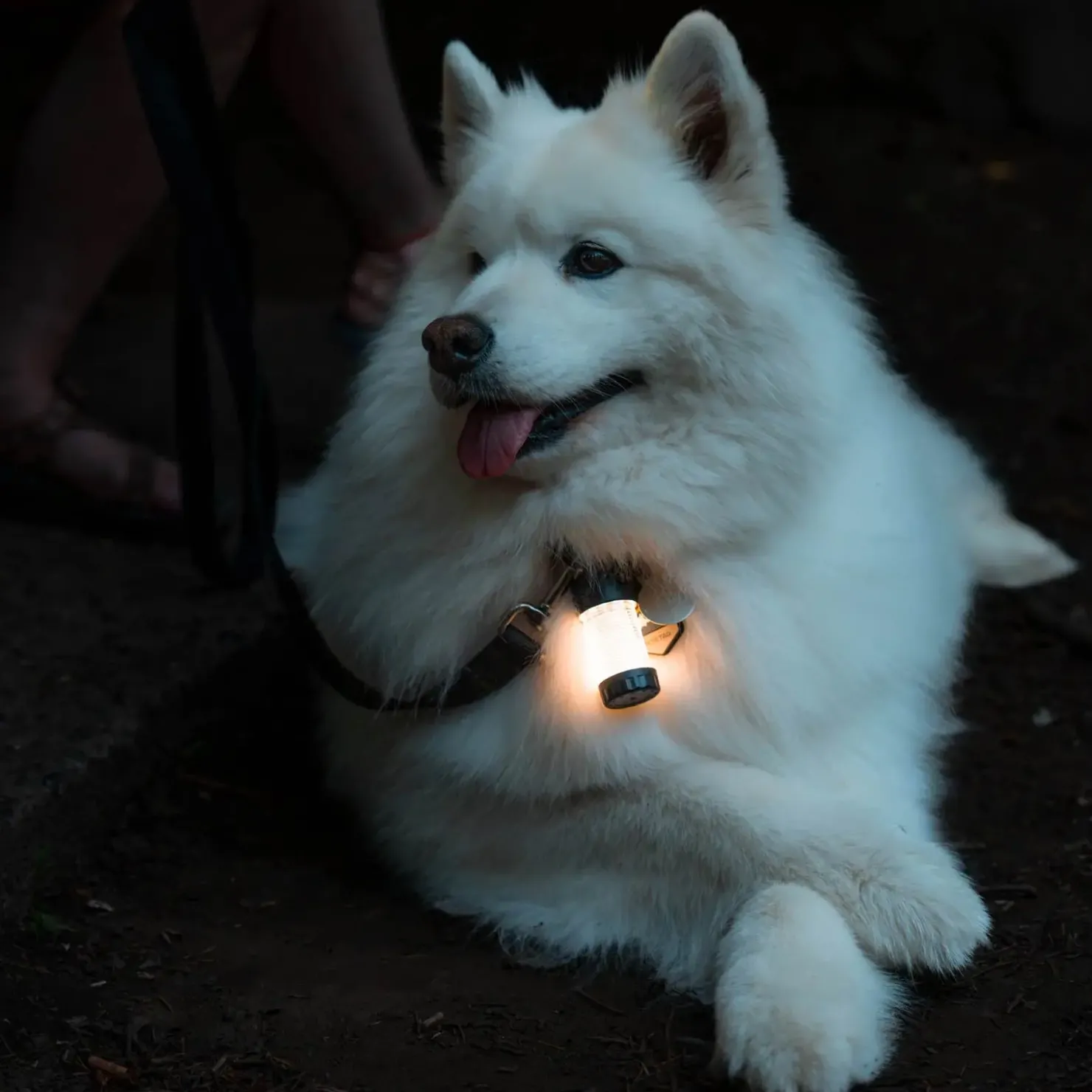 LEDLENSER ML4 WarmLight Laterne| Campinglampen