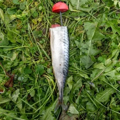 Zeck Fishing Zeck DB Pop Up Half-Ball 2pcs Auftriebskörper| Angelzubehör Kleinteile