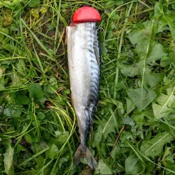 Zeck Fishing Zeck DB Pop Up Half-Ball 2pcs Auftriebskörper| Angelzubehör Kleinteile