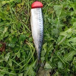 Zeck Fishing Zeck DB Pop Up Stick 2pcs Auftriebskörper| Angelzubehör Kleinteile